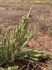 Halogeton