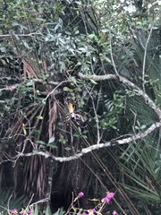 Trichonephila clavipes image