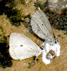 Lestranicus transpectus