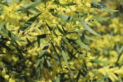 Acacia longifolia longifolia