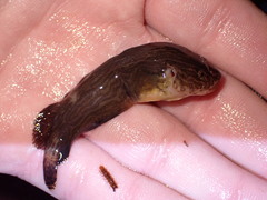 Liparis mucosus