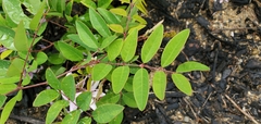 Indigofera decora