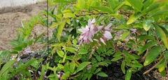 Indigofera decora