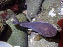Liparis mucosus