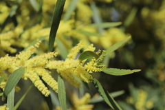 Acacia longifolia longifolia