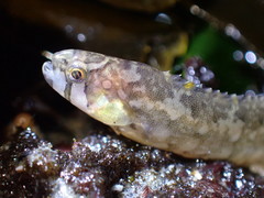 Pholis ornata