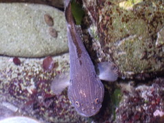 Liparis mucosus