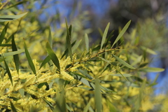 Acacia longifolia longifolia