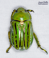 Chrysina gloriosa