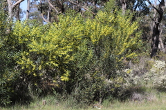 Acacia longifolia longifolia