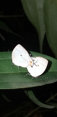 Iaspis andersoni