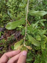 Quercus incana