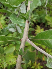 Quercus incana
