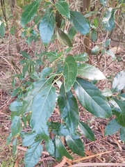 Hedycarya angustifolia