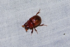Odonteus