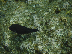 Canthigaster amboinensis