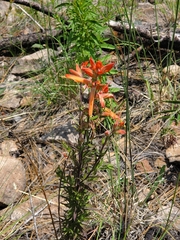 Castilleja patriotica
