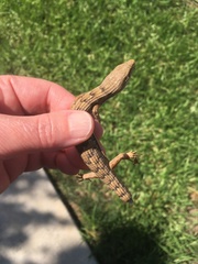 Elgaria multicarinata webbii