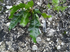 Quercus robusta