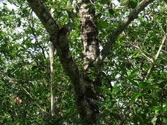 Quercus robusta