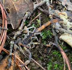 Centruroides chamulaensis