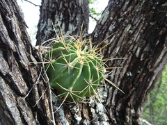 Ferocactus echidne victoriensis