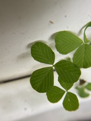 Trifolium dubium