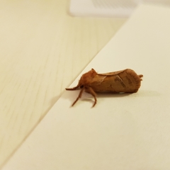 Triodia sylvina