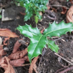 Ilex aquifolium