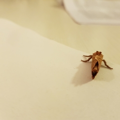 Triodia sylvina