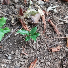 Ilex aquifolium