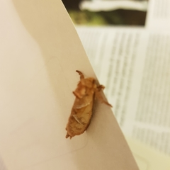 Triodia sylvina