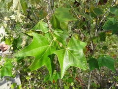Platanus rzedowskii