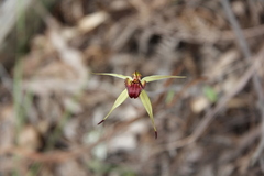 Caladenia australis