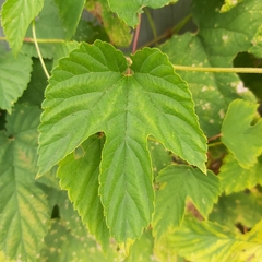 Humulus lupulus