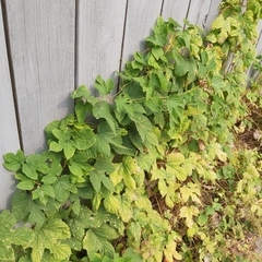 Humulus lupulus