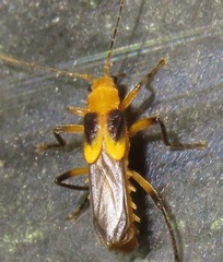 Belotus