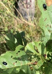 Agelastica alni