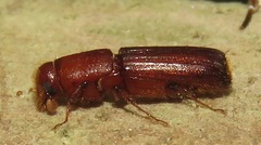 Platypodinae