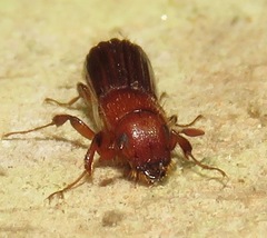 Platypodinae
