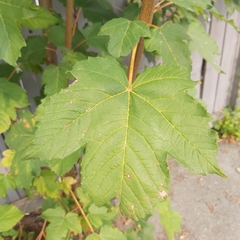 Acer pseudoplatanus