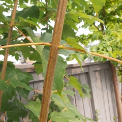 Acer pseudoplatanus