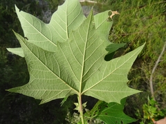 Platanus rzedowskii