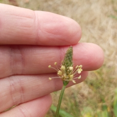 Plantago lanceolata