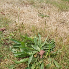 Plantago lanceolata