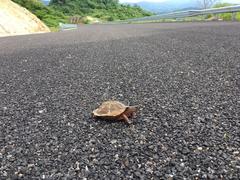 Rhinoclemmys pulcherrima pulcherrima