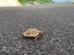 Rhinoclemmys pulcherrima pulcherrima