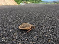 Rhinoclemmys pulcherrima pulcherrima