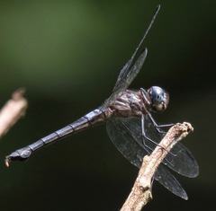 Cannaphila insularis