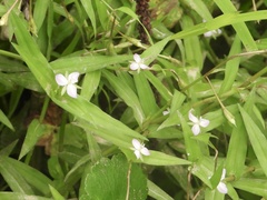 Murdannia keisak
